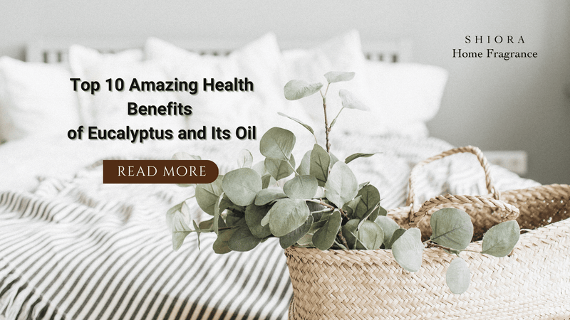Discover Top 10 Amazing Health Benefits of Eucalyptus and Eucalyptus Oil