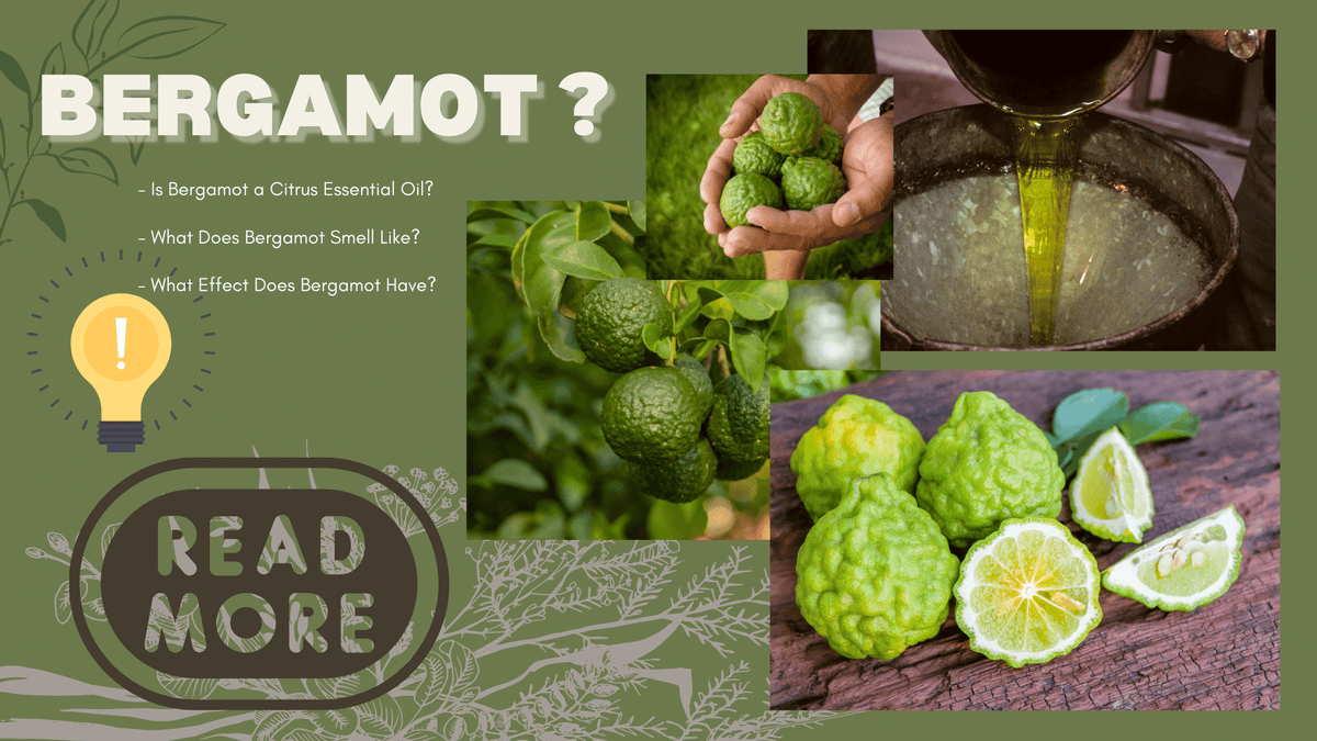 Bergamot Essential Oil - What are the benefits?