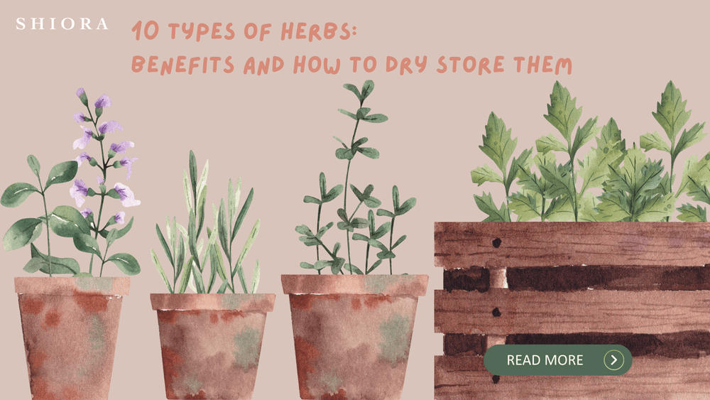 Shiora Blog 10 types of herbs benefits and how to dry store them