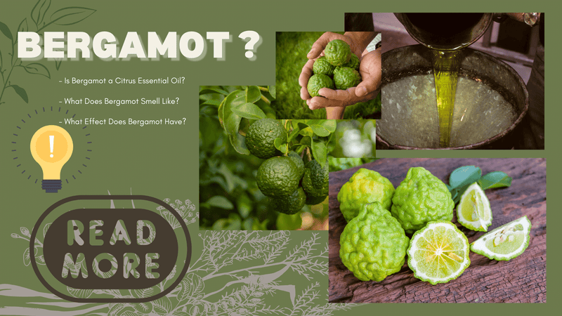 6 Reasons Why You Should Use Bergamot Essential Oil